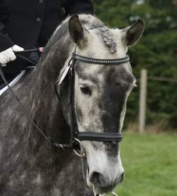 A beautiful dapple grey at a dressage show