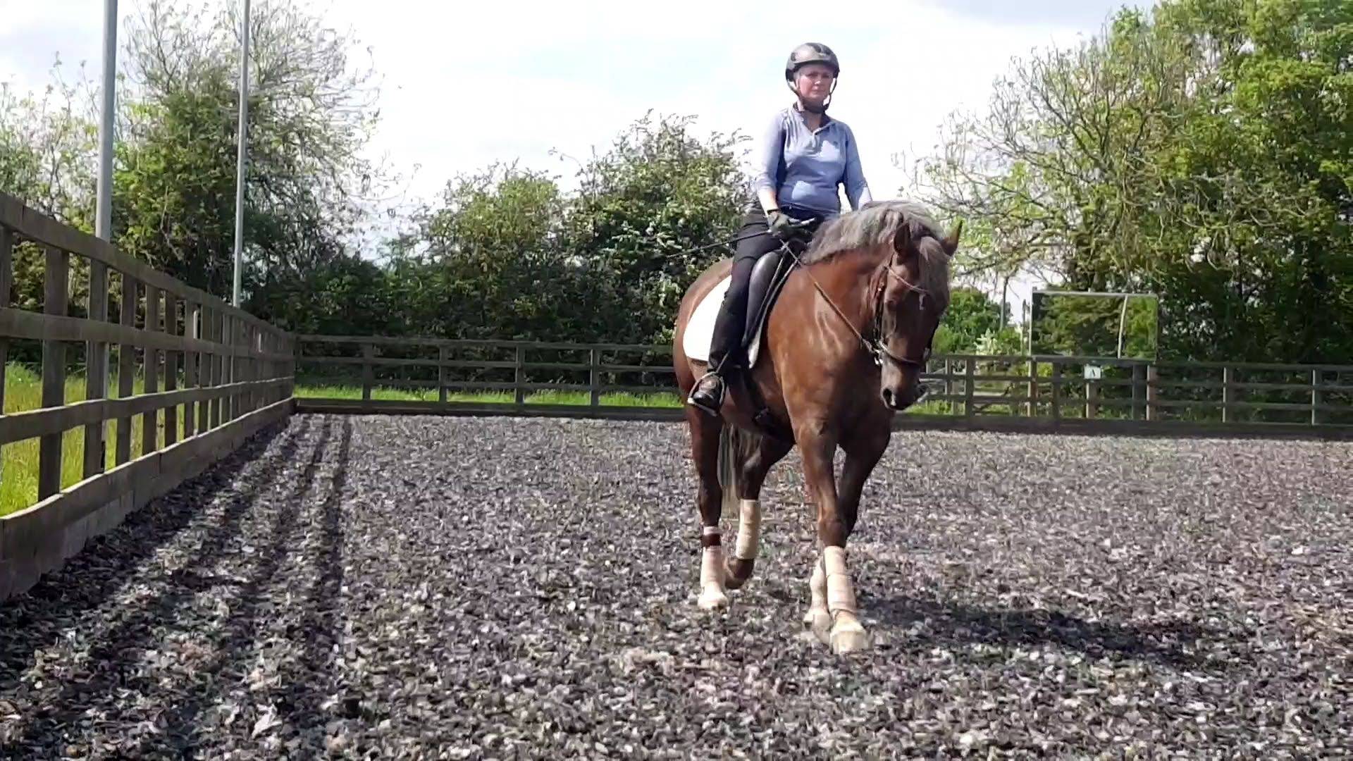 Debs schooling her chestnut in the dressage arena